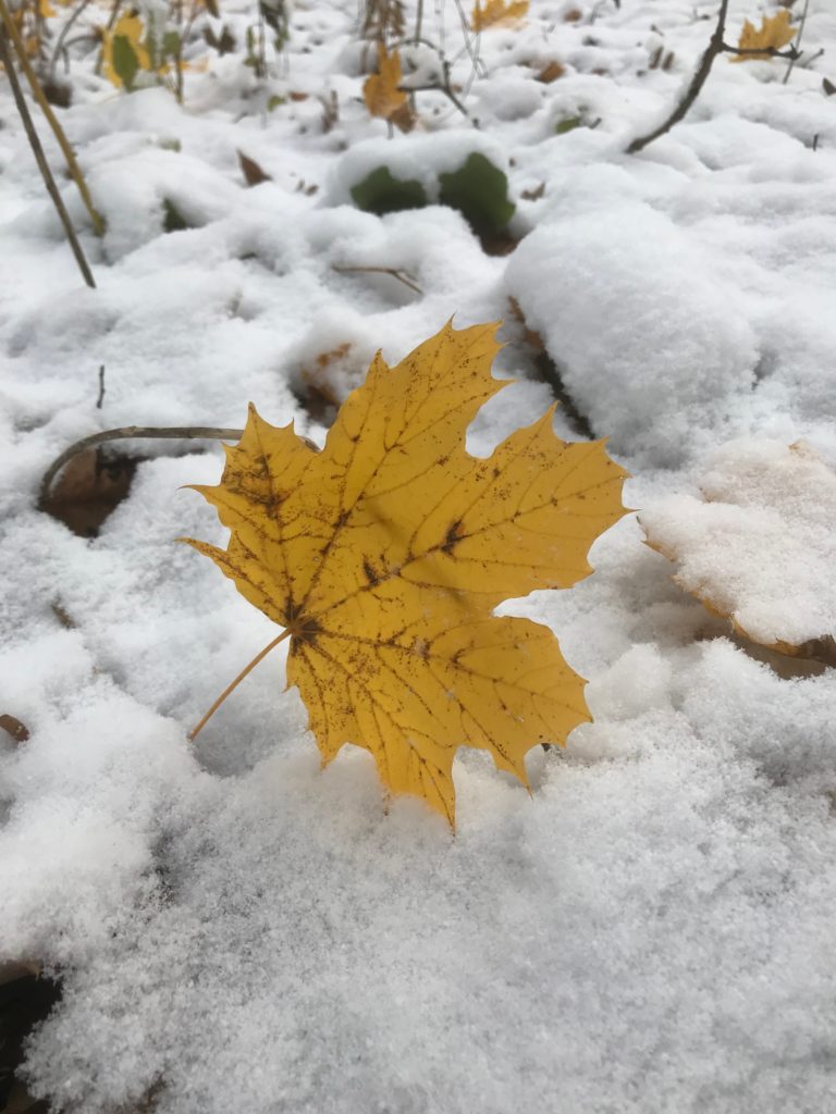 Yellow Maple leaf on fresh fallen snow